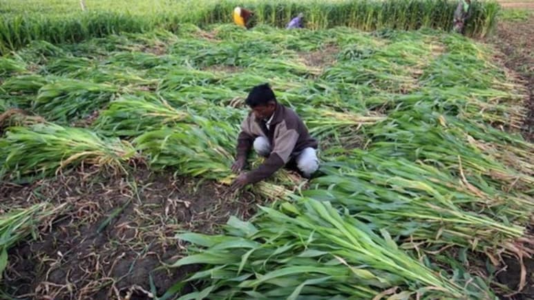 बारिश से फसल खराब होने पर सरकार उठाएगी खर्च, जानें क्या है PM Fasal Bima Yojana, कैसे उठा सकते हैं किसान इसका लाभ