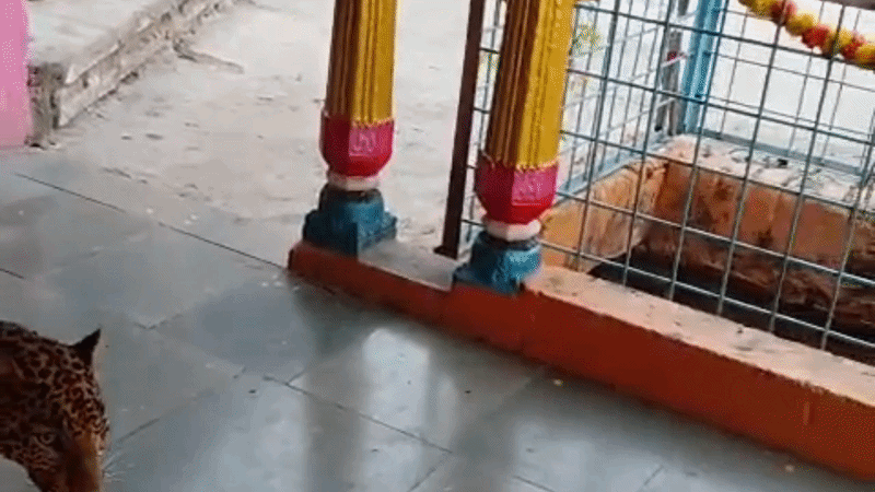 मां शेरावाली के दरबार में पहुंचा तेंदुआ, युवक ने खुद को जालीदार गेट बंद कर बचाई जान