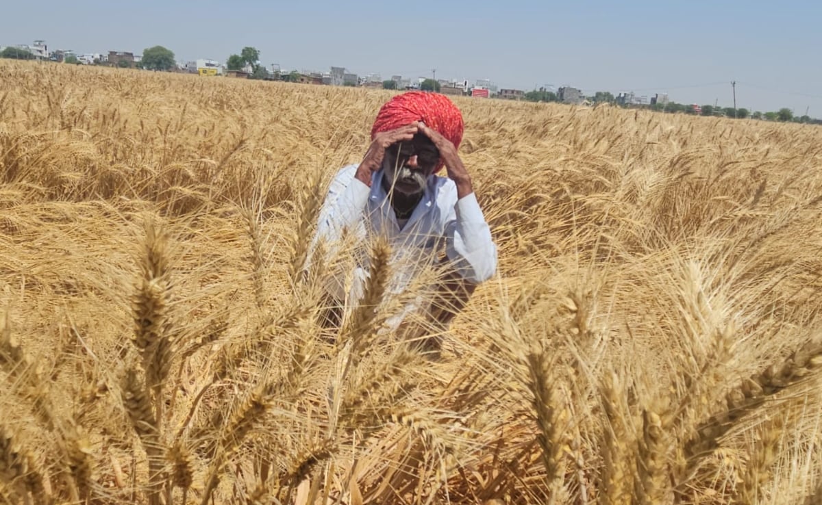 राजस्थान में आंधी-ओलावृष्टि ने किसानों की तोड़ी 'कमर', गेहूं-लहसुन की कई क्विंटल फसल बर्बाद