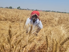 राजस्थान में आंधी-ओलावृष्टि ने किसानों की तोड़ी 'कमर', गेहूं-लहसन की कई क्विंटल फसल बर्बाद