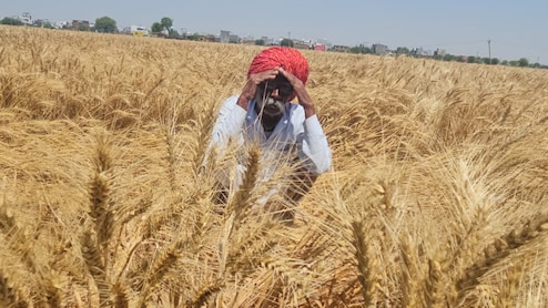 राजस्थान में आंधी-ओलावृष्टि ने किसानों की तोड़ी 'कमर', गेहूं-लहसुन की कई क्विंटल फसल बर्बाद