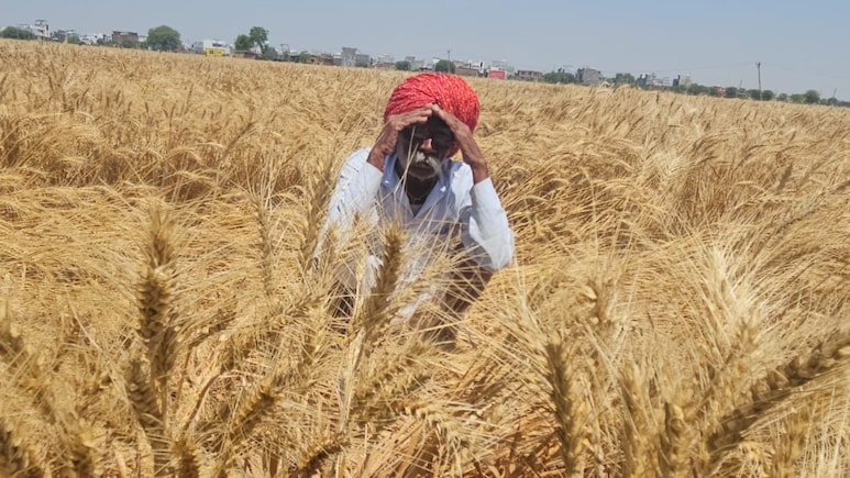 राजस्थान में आंधी-ओलावृष्टि ने किसानों की तोड़ी 'कमर', गेहूं-लहसुन की कई क्विंटल फसल बर्बाद