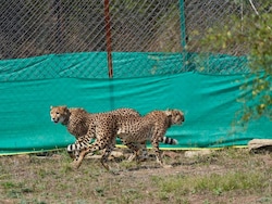 An Indian Lab Is Trying To Keep Cheetahs Alive Till 'Perpetuity'