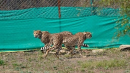 An Indian Lab Is Trying To Keep Cheetahs Alive Till 'Perpetuity'