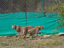 An Indian Lab Is Trying To Keep Cheetahs Alive Till 'Perpetuity'