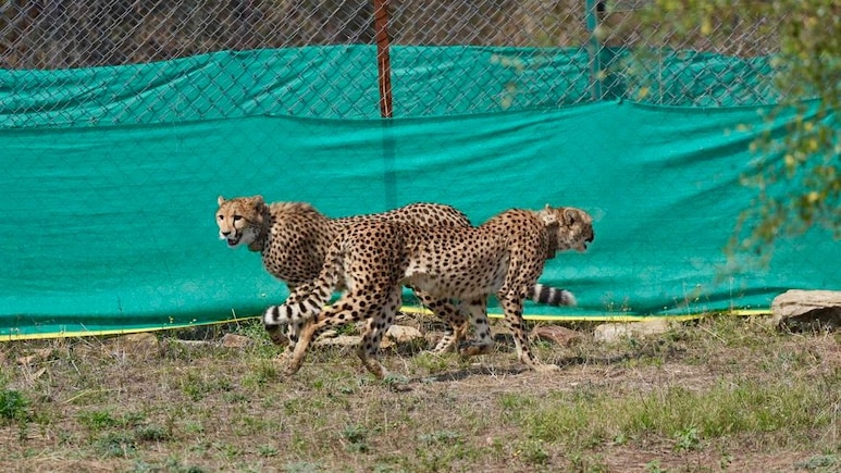 An Indian Lab Is Trying To Keep Cheetahs Alive Till 'Perpetuity'