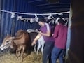 गौ तस्करी पर &lsquo;क्रेडिट वॉर&rsquo;! बजरंग दल और पुलिस के अलग-अलग दावे, 39 गौवंश कराए मुक्त