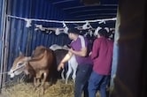 गौ तस्करी पर &lsquo;क्रेडिट वॉर'! बजरंग दल और पुलिस के अलग-अलग दावे, 39 गौवंश कराए मुक्त