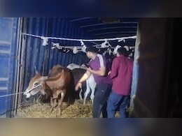 गौ तस्करी पर &lsquo;क्रेडिट वॉर&rsquo;! बजरंग दल और पुलिस के अलग-अलग दावे, 39 गौवंश कराए मुक्त