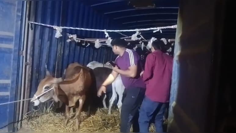 गौ तस्करी पर &lsquo;क्रेडिट वॉर&rsquo;! बजरंग दल और पुलिस के अलग-अलग दावे, 39 गौवंश कराए मुक्त