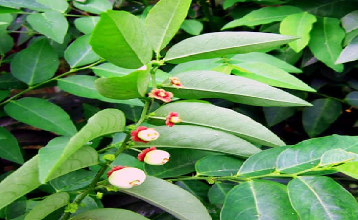 विटामिन A, B, C और D का नेचुरल सोर्स है ये पत्ती, रोज खाने से मिलेंगे कई फायदे