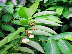 विटामिन A, B, C और D का नेचुरल सोर्स है ये पत्ती, रोज खाने से मिलेंगे कई फायदे