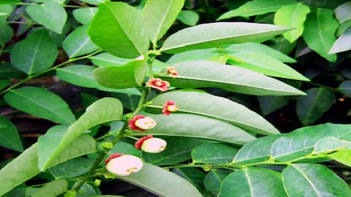 विटामिन A, B, C और D का नेचुरल सोर्स है ये पत्ती, रोज खाने से मिलेंगे कई फायदे