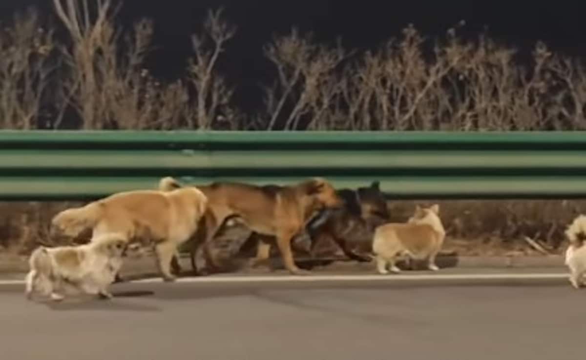 सात कुत्तों को चोर 17 किलोमीटर दूर ले गए, फिर जो हुआ, वीडियो दुनिया भर में वायरल हो गया