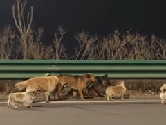 चोरी हुए 7 कुत्तों ने किया कमाल! चोरों से भागकर 17 किमी चलकर खुद लौट आए घर, दिल छू लेगी ये कहानी