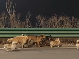 सात कुत्तों को चोर 17 किलोमीटर दूर ले गए, फिर जो हुआ, वीडियो दुनिया भर में वायरल हो गया