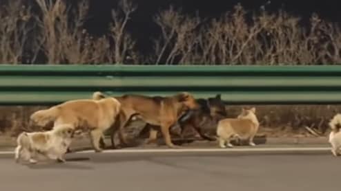 सात कुत्तों को चोर 17 किलोमीटर दूर ले गए, फिर जो हुआ, वीडियो दुनिया भर में वायरल हो गया