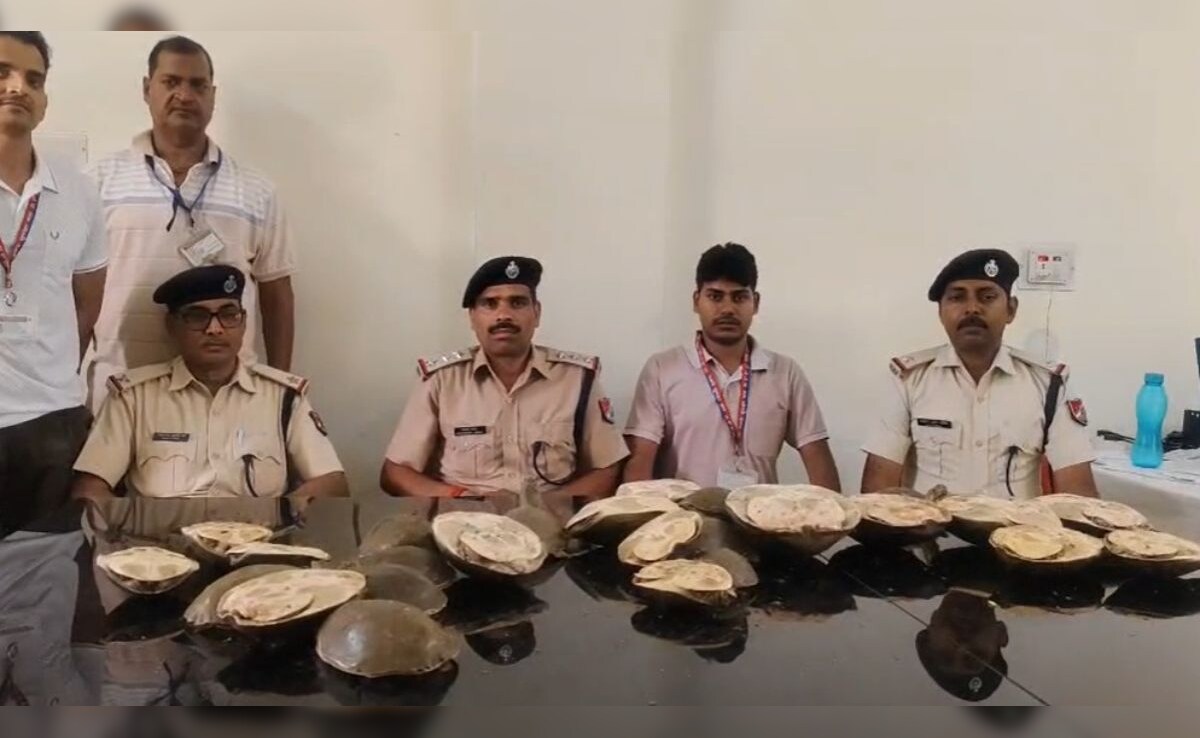 गया स्टेशन पर  RPF ने 28 जीवित कछुओं को किया बरामद,  सामान्य कोच में लावारिस बैगों में रखा था छिपाकर