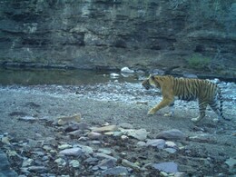 रणथंभौर में 11 वर्षीय बाघिन टी-94 की मौत, लंग्स फेलियर की जताई आशंका