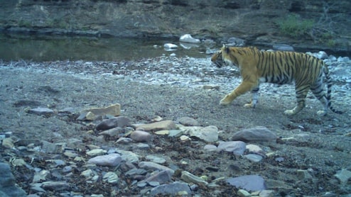 रणथंभौर में 11 वर्षीय बाघिन टी-94 की मौत, लंग्स फेलियर की जताई आशंका