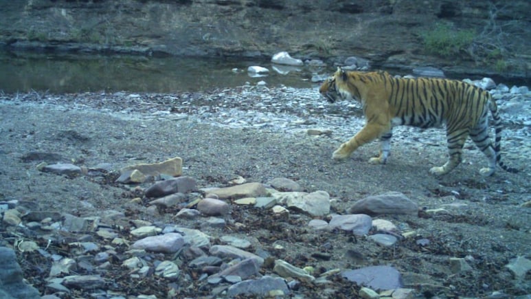 रणथंभौर में 11 वर्षीय बाघिन टी-94 की मौत, लंग्स फेलियर की जताई आशंका