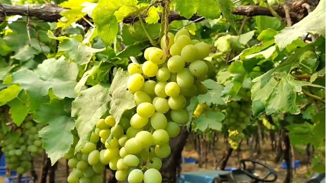 maharashtra grapes export boom in europe usa market maharashtra grapes export boom in europe usa market