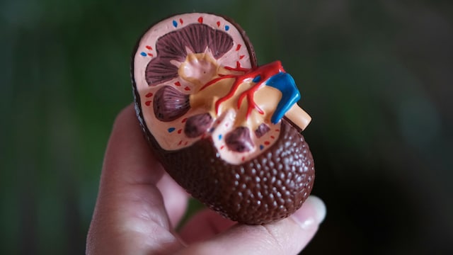 Once-daily pill called finerenone helped slow the decline in kidney function