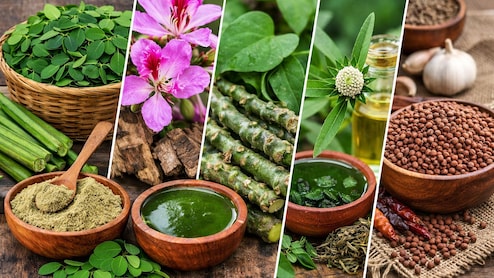 Explainer: महंगे सुपरफूड्स छोड़िए, गांव की इन 5 जड़ी बूटियों में छिपा है सेहत का अलसी खजाना और फायदों की भरमार