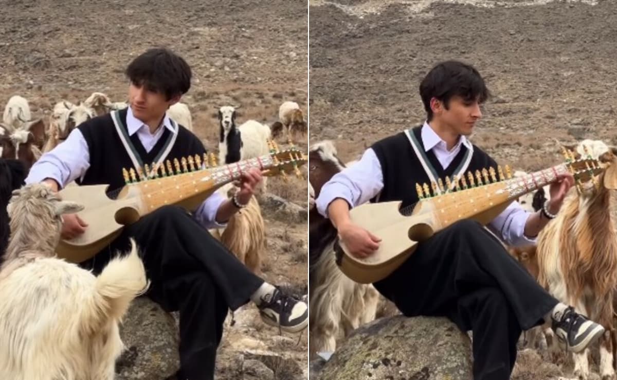 पहाड़ों में ‘कल हो ना हो’ की धुन बजा रहा था म्यूजीशियन, सुनते ही इकट्ठा हो गईं भेड़ें, फिर जो हुआ... जादुई था