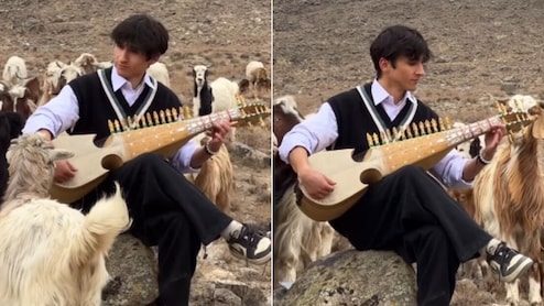 पहाड़ों में &lsquo;कल हो ना हो&rsquo; की धुन बजा रहा था म्यूजीशियन, सुनते ही इकट्ठा हो गईं भेड़ें, फिर जो हुआ... जादुई था