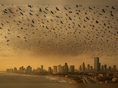 तेल अवीव के आसमान में मंडरा रहे हैं हजारों कौए! जंग के बीच वायरल इस खौफनाक वीडियो का 'कड़वा सच'