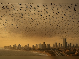 तेल अवीव के आसमान में मंडरा रहे हैं हजारों कौए! जंग के बीच वायरल इस खौफनाक वीडियो का 'कड़वा सच'