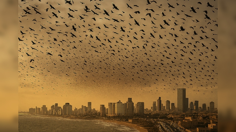 तेल अवीव के आसमान में मंडरा रहे हैं हजारों कौए! जंग के बीच वायरल इस खौफनाक वीडियो का 'कड़वा सच'