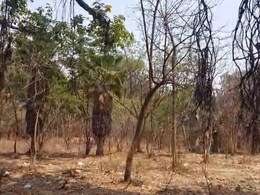 Pune News: पुण्याचा ऐतिहासिक ठेवा एम्प्रेस गार्डनवर संक्रांत; सरकारी भूमिकेमुळे पुणेकरांचे 'फुफ्फुस' धोक्यात?