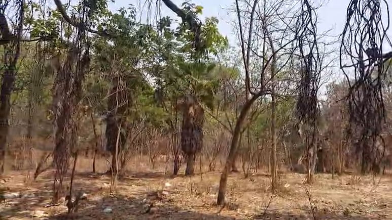 Pune News: पुण्याचा ऐतिहासिक ठेवा एम्प्रेस गार्डनवर संक्रांत; सरकारी भूमिकेमुळे पुणेकरांचे 'फुफ्फुस' धोक्यात?