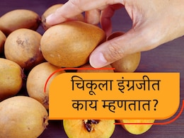 Chiku in English : चिकूला इंग्रजीत काय म्हणतात? याचं नावच नाही तर फायदे वाचून हैराण व्हाल!