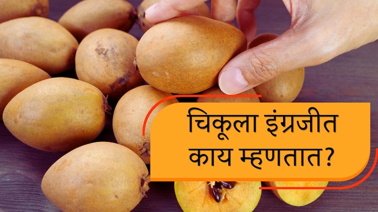 Chiku in English : चिकूला इंग्रजीत काय म्हणतात? याचं नावच नाही तर फायदे वाचून हैराण व्हाल!