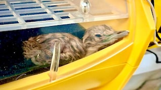 जैसलमेर में गूंजी 2 नन्हें गोडावण की किलकारी, एक चूजे का प्राकृतिक तो दूसरे का कृत्रिम गर्भाधान से हुआ जन्म