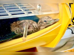 जैसलमेर में गूंजी 2 नन्हें गोडावण की किलकारी, एक चूजे का प्राकृतिक तो दूसरे का कृत्रिम गर्भाधान से हुआ जन्म