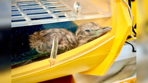 जैसलमेर में गूंजी 2 नन्हें गोडावण की किलकारी, एक चूजे का प्राकृतिक तो दूसरे का कृत्रिम गर्भाधान से हुआ जन्म