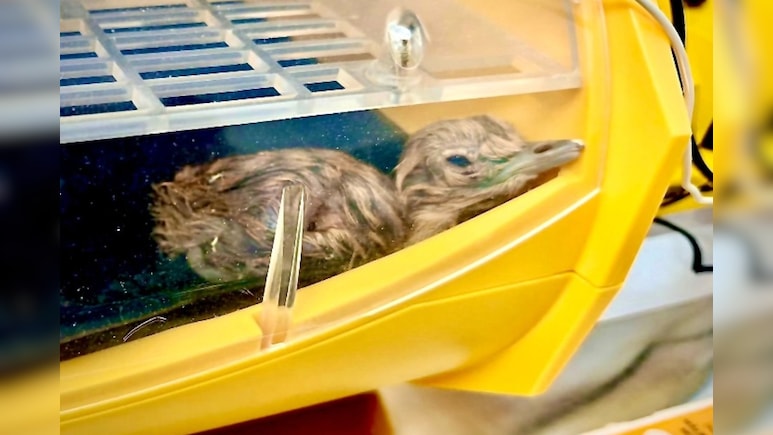 जैसलमेर में गूंजी 2 नन्हें गोडावण की किलकारी, एक चूजे का प्राकृतिक तो दूसरे का कृत्रिम गर्भाधान से हुआ जन्म