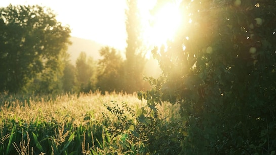 Weather Update: मध्य प्रदेश-छत्तीसगढ़ में गर्मी ने दिखाए तेवर, पारा 38  डिग्री के पार... दो दिन में और बढ़ेगा तापमान | MP-Chhatisgarh Weather  Update IMD Summer