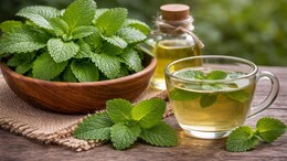 Lemon Balm Benefits: रात्री झोप येत नाही? पोट स्वच्छ होत नाही? औषधं सोडा, लेमन बाममुळे दूर होतील सर्व समस्या