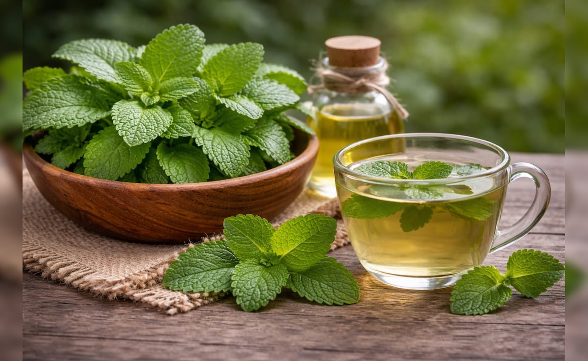 Benefits Of Lemon Balm: तनाव कम करने से लेकर पाचन तक कई फायदे देता है नींबू जैसी खुशबू वाला ये हर्ब, जानें इस्तेमाल करने का सही तरीका