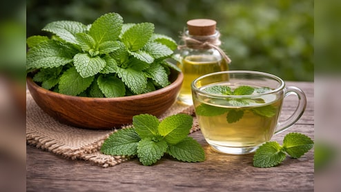 Benefits Of Lemon Balm: तनाव कम करने से लेकर पाचन तक कई फायदे देता है नींबू जैसी खुशबू वाला ये हर्ब, जानें इस्तेमाल करने का सही तरीका