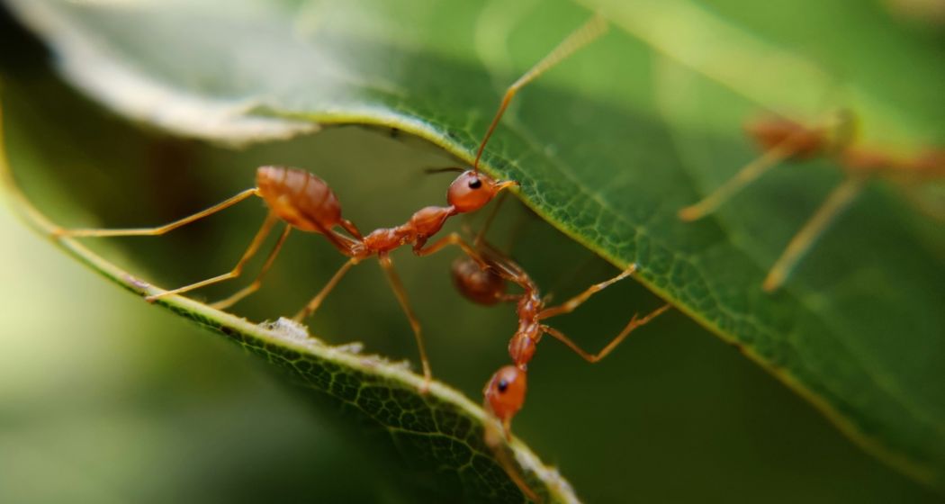 एक चींटी की कीमत 20 हजार, केन्या में क्यों बढ़ रही चींटियों की तस्करी?  अवैध व्यापार के पीछे की वजह जानिए