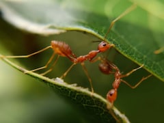 एक चींटी की कीमत 20 हजार, केन्या में क्यों बढ़ रही चींटियों की तस्करी?  अवैध व्यापार के पीछे की वजह जानिए