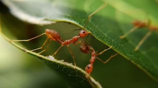 एक चींटी की कीमत 20 हजार, केन्या में क्यों बढ़ रही चींटियों की तस्करी?  अवैध व्यापार के पीछे की वजह जानिए