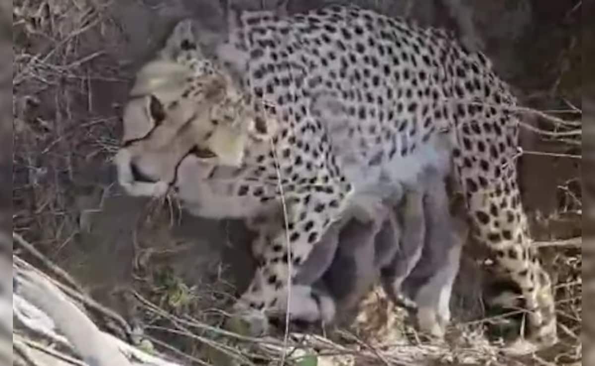 Project Cheetah: कूनो नेशनल पार्क से फिर आई खुशखबरी, ज्वाला चीता ने दिया 5 शावकों को जन्म