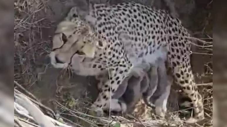 Project Cheetah: भारत में चीतों की संख्या बढ़कर हुई 53, कूनो नेशनल पार्क में ज्वाला चीता ने दिया 5 शावकों को जन्म